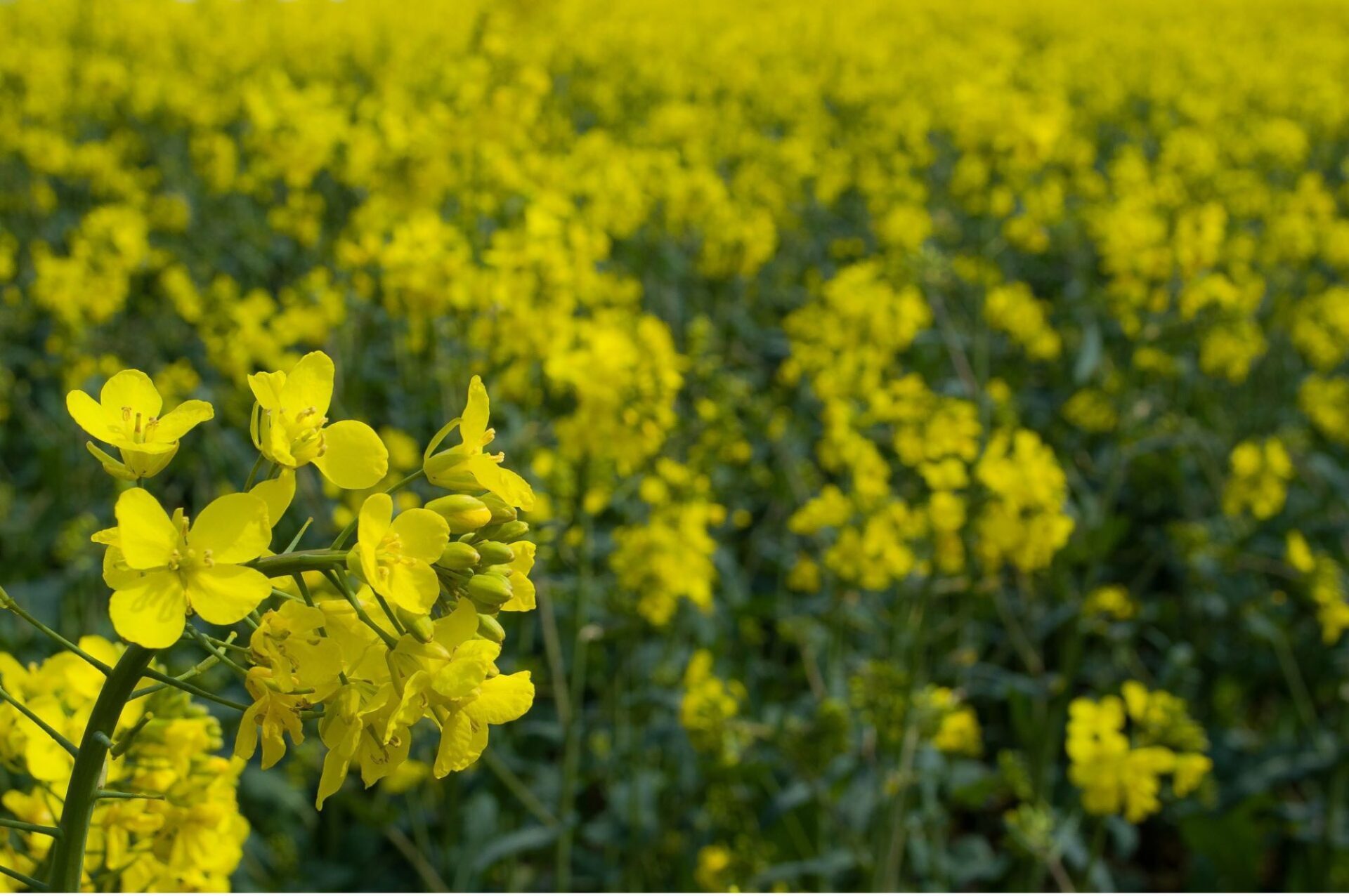 Canola Green soybean on the tree - Young soybean seeds on the plant