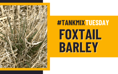 #TankMixTuesday – Foxtail Barley